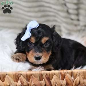 Rainbow, Cavapoo Puppy